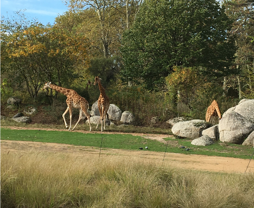 Dr. Lyndsey Thompson observed three giraffes gracefully walking in a grassy area bordered by rocks and trees under a clear blue sky, capturing the serene beauty of nature firsthand.